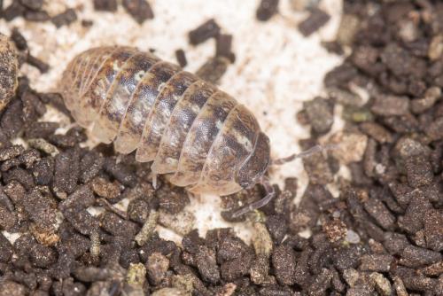 Réf. 223 379 : Armadillidium vulgare